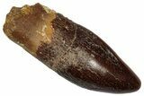 Fossil Sauropod Dinosaur (Titanosaur) Tooth - Morocco #332488-1
